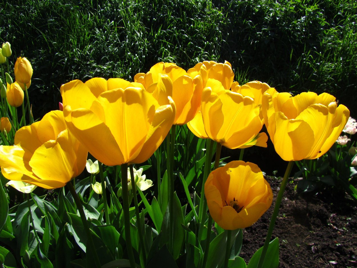 Tulp-Oxford-1 Oxford - Afbeelding 1