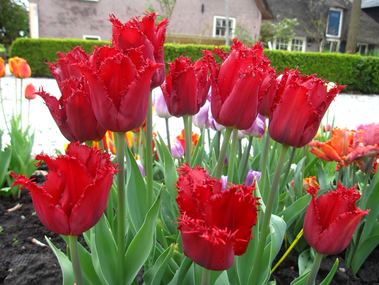 Tulp-Pacific-Pearl-3 Pacific Pearl - Afbeelding 1