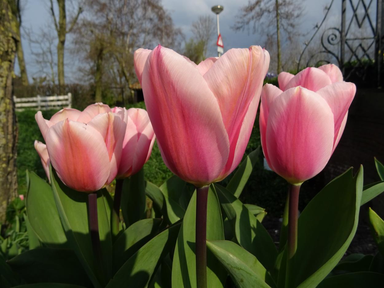 Tulp-Page-Polka-1 Page Polka - Afbeelding 1