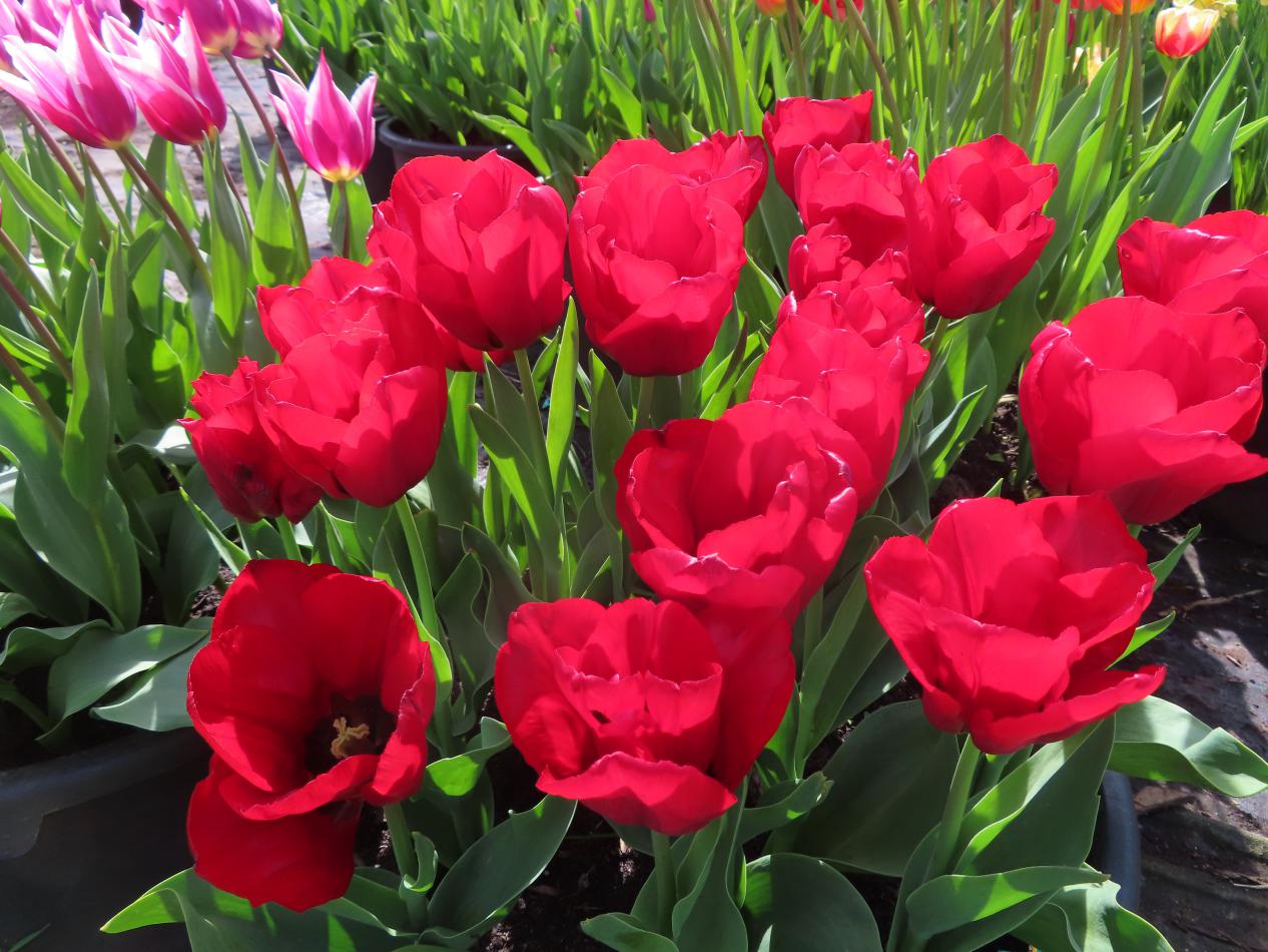 Tulp-Pallada-1 Pallada - Afbeelding 1