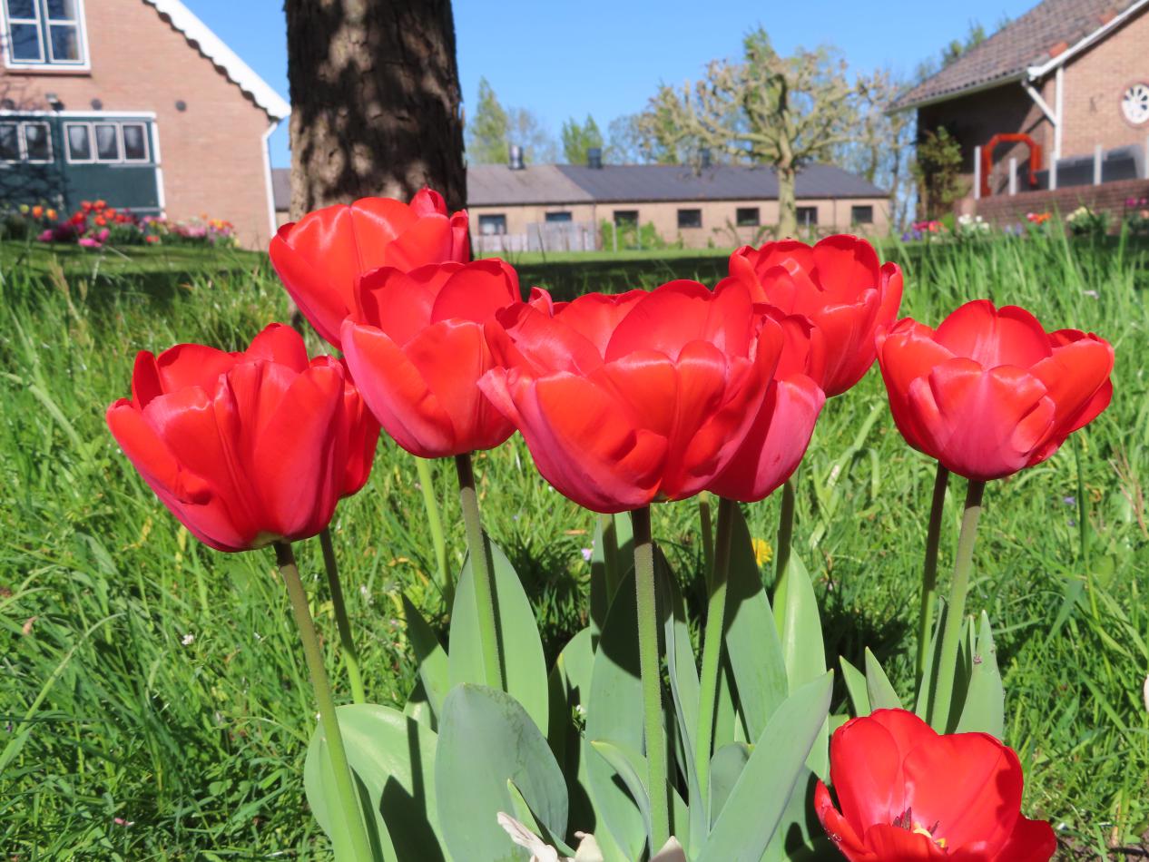 Tulp-Parade-1 Parade - Afbeelding 1