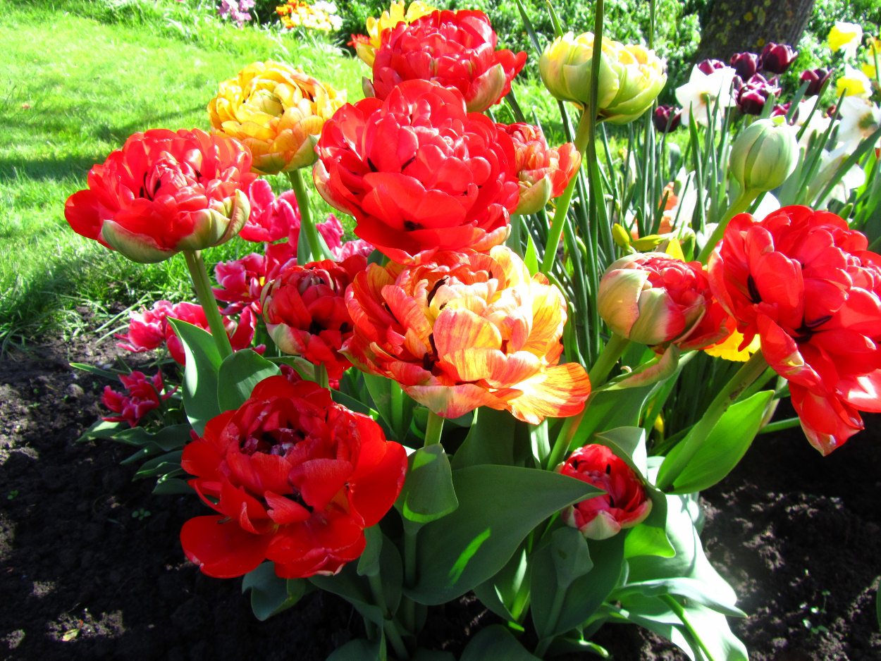 Tulp-Park-Creation-1 Park Creation - Afbeelding 1