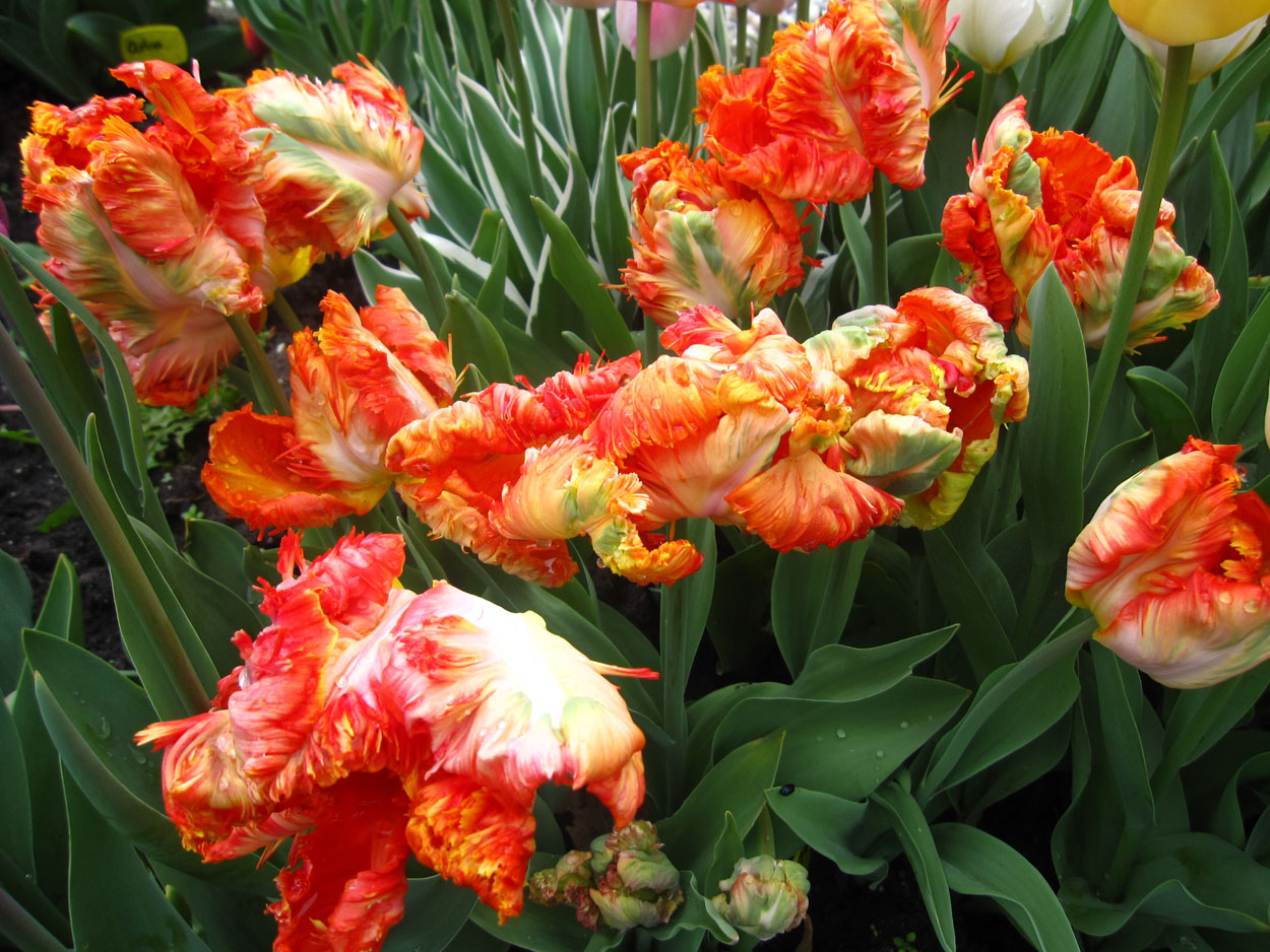 Tulp-Parrot-King-1 Parrot King - Afbeelding 1