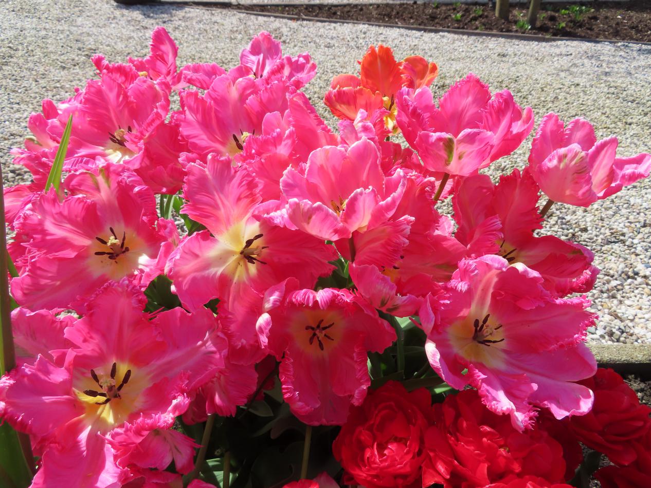 Tulp-Parrot-Pink-Vision-1 Parrot Pink - Afbeelding 1