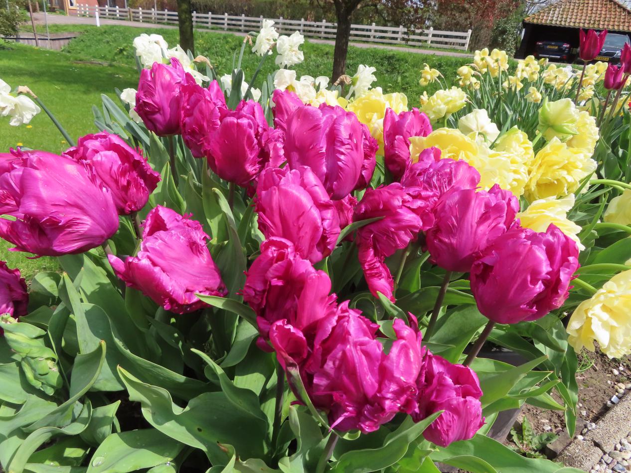 Tulp-Parrot-Prince-1 Parrot Prince - Afbeelding 1