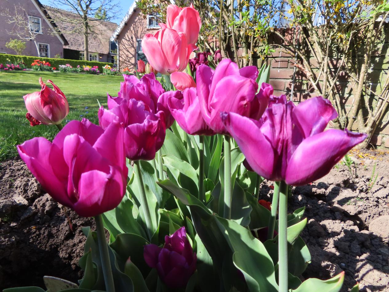 Tulp-Passionale-1 Passionale - Afbeelding 1