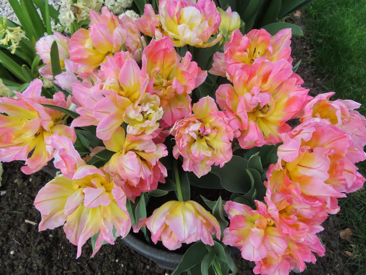 Tulp-Password-2 Password - Afbeelding 1
