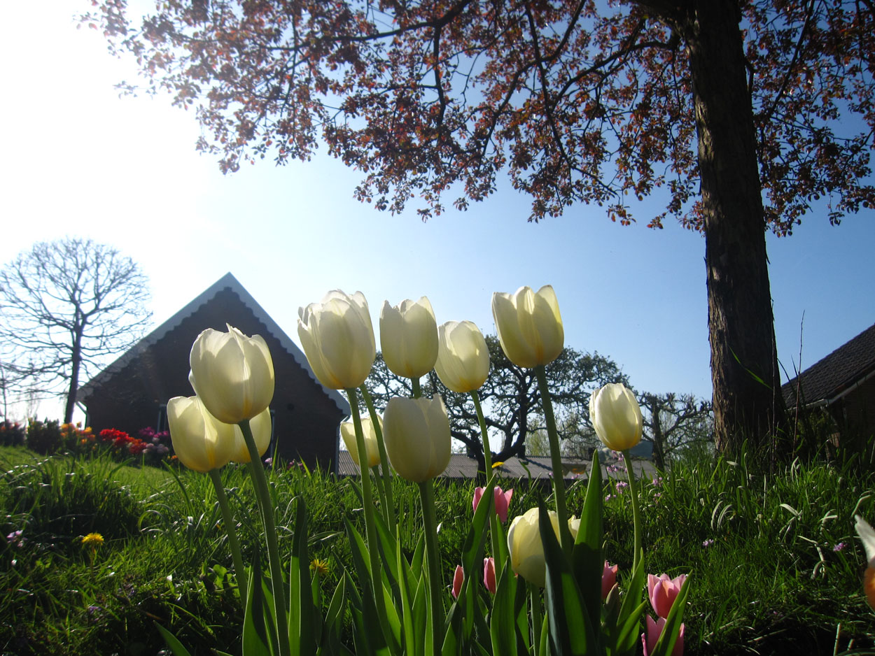 Tulp-Pays-Bas-1 Pays Bas - Afbeelding 1