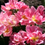 Peach Blossom