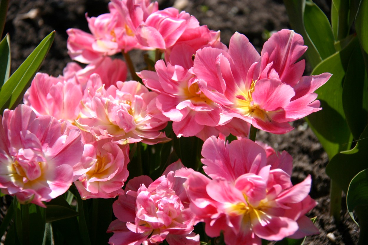 Tulp-Peach-Blossom-1 Peach Blossom - Afbeelding 1