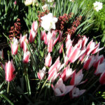 Peppermintstick