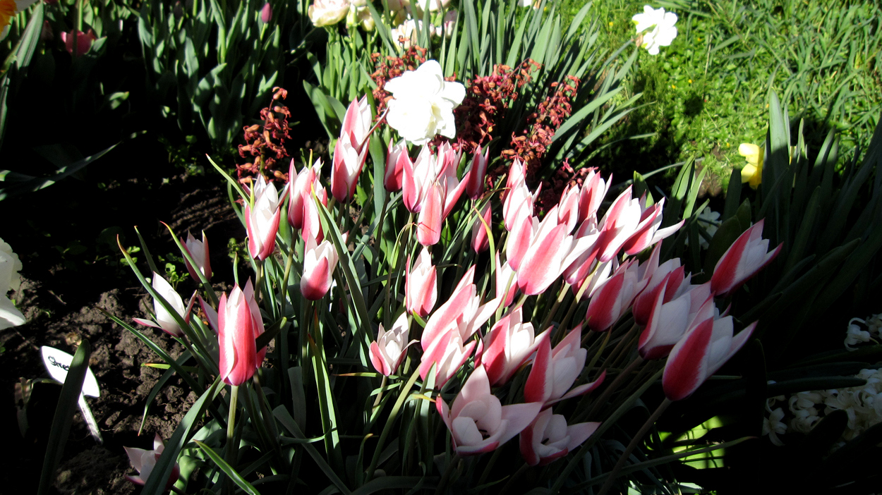 Tulp-Peppermintstick-1 Peppermintstick - Afbeelding 1