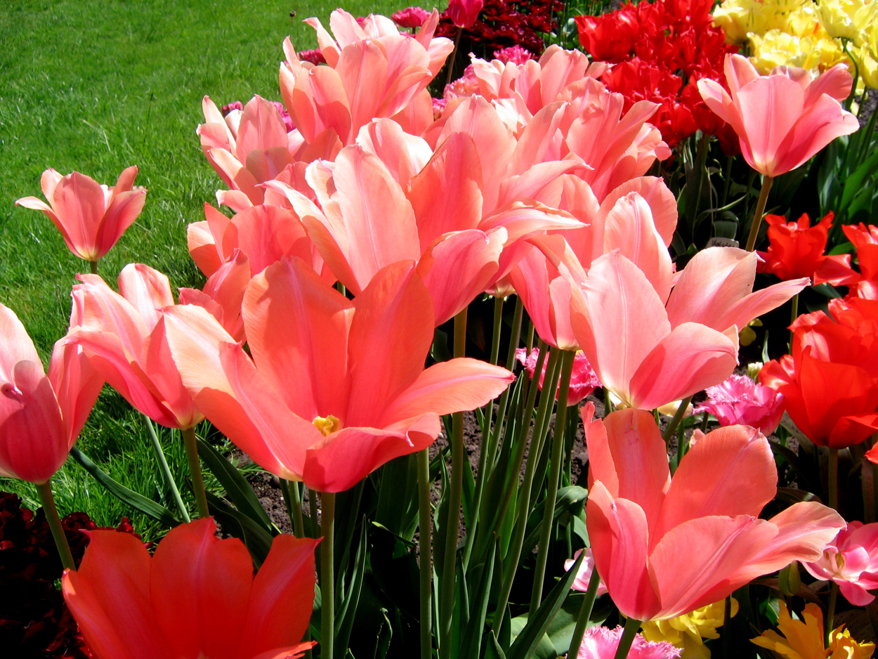 Tulp-Perestroyka-1 Perestroyka - Afbeelding 1