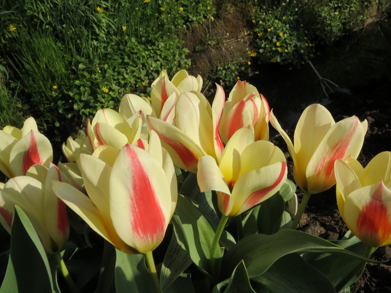 Tulp-Perfectionist-1 Perfectionist - Afbeelding 1