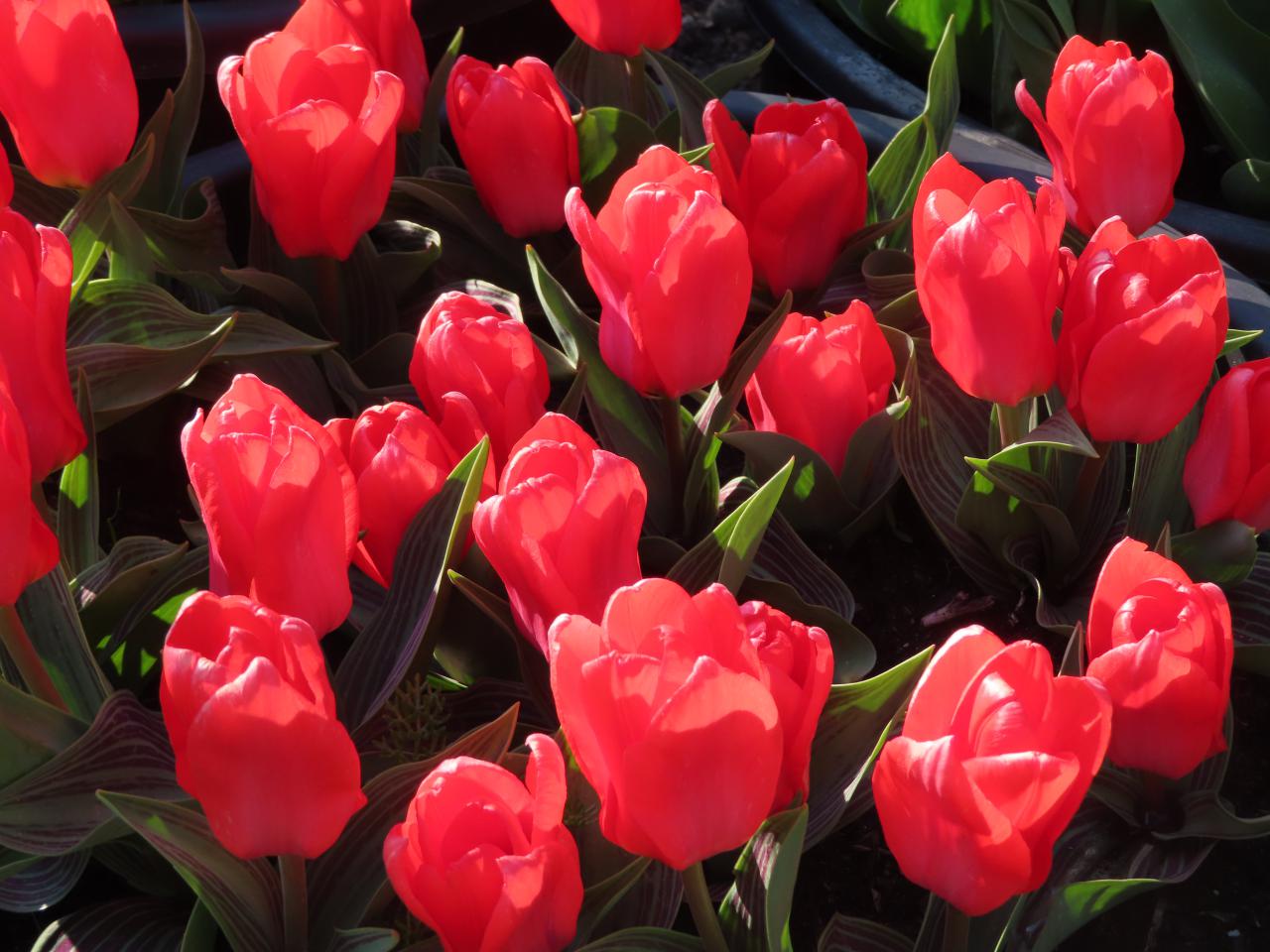 Tulp-Perlina-1 Perlina - Afbeelding 1