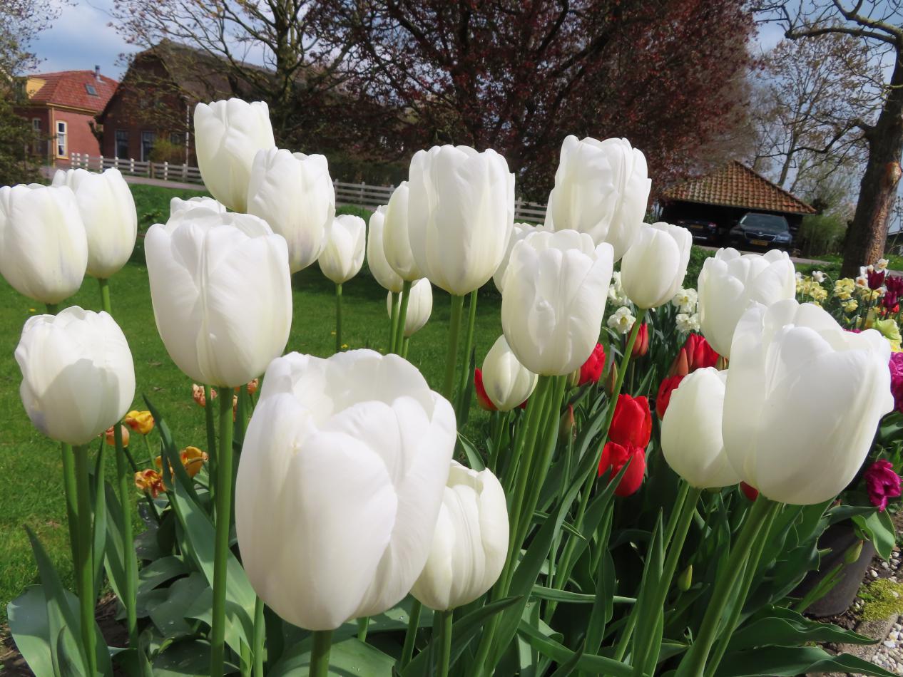 Tulp-Peters-Legend-1 Peters Legacy - Afbeelding 1