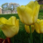 Yellow Phoenix Memory