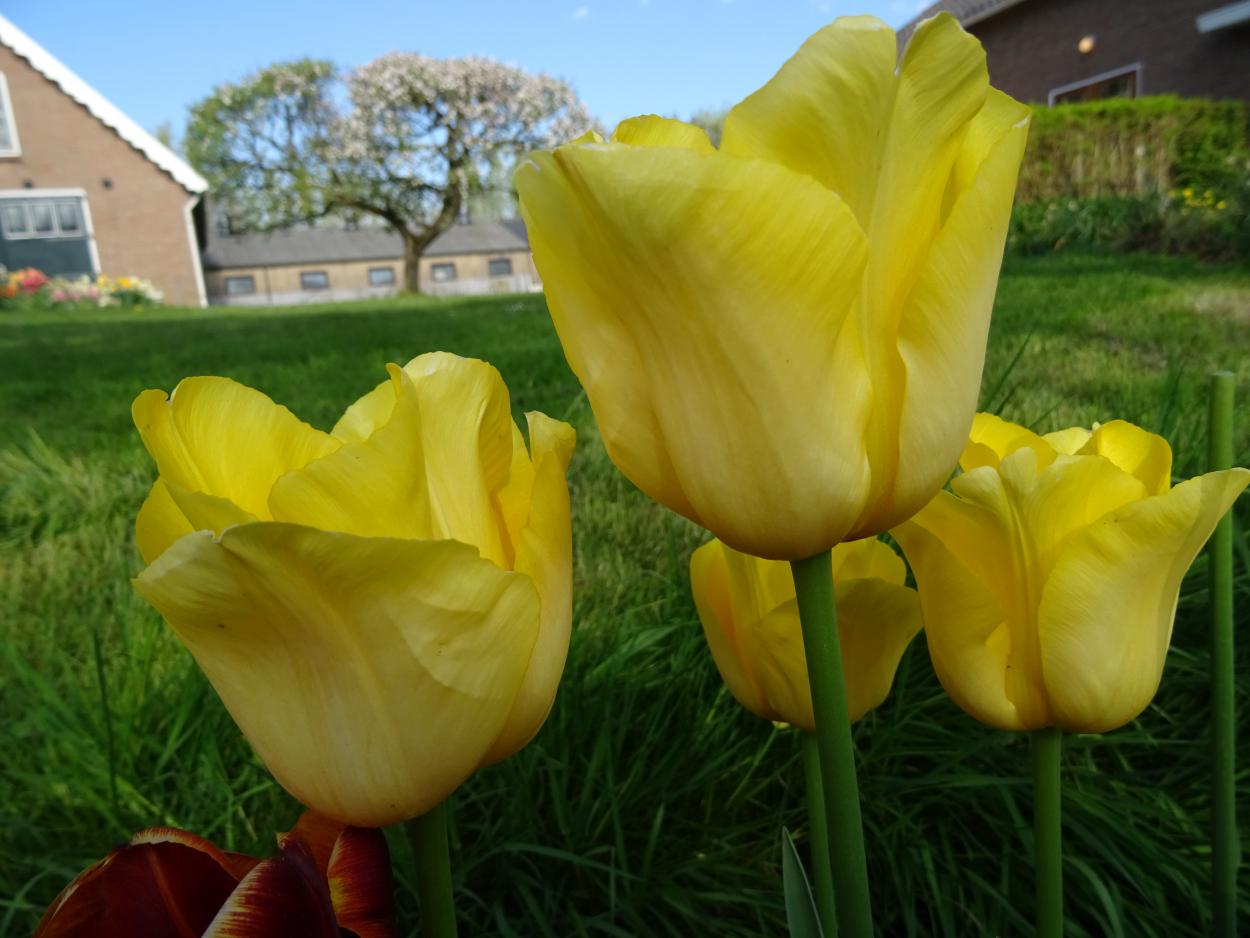 Tulp-Phoenix-Yellow-1 Phoenix Yellow - Afbeelding 1