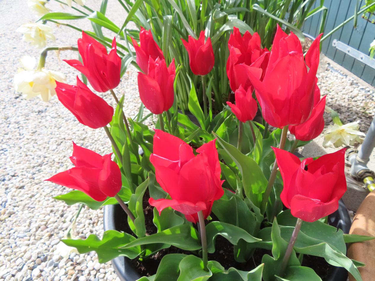 Tulp-Pieter-de-Leur-1 Pieter de Leur - Afbeelding 1