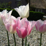 Pink Blush