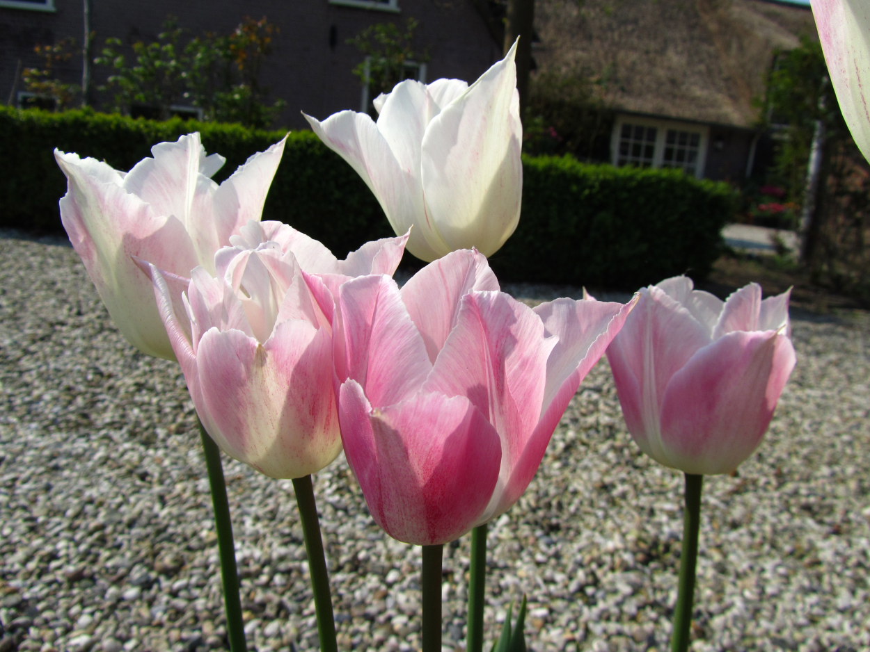 Tulp-Pink-Blush-1 Pink Blush - Afbeelding 1
