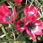 Humilis Pink Charm