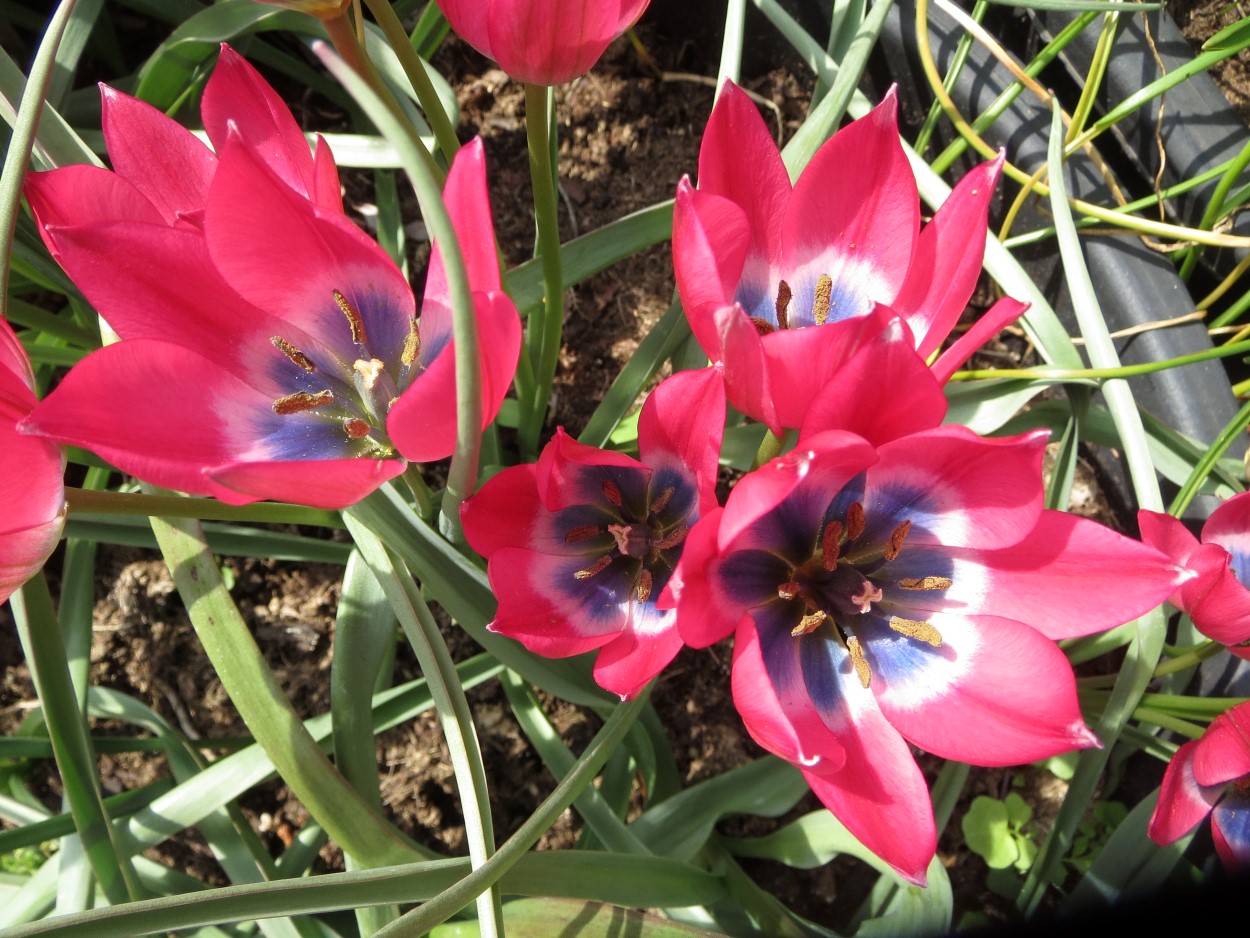 Tulp-Pink-Charm-2 Humilis Pink Charm - Afbeelding 1
