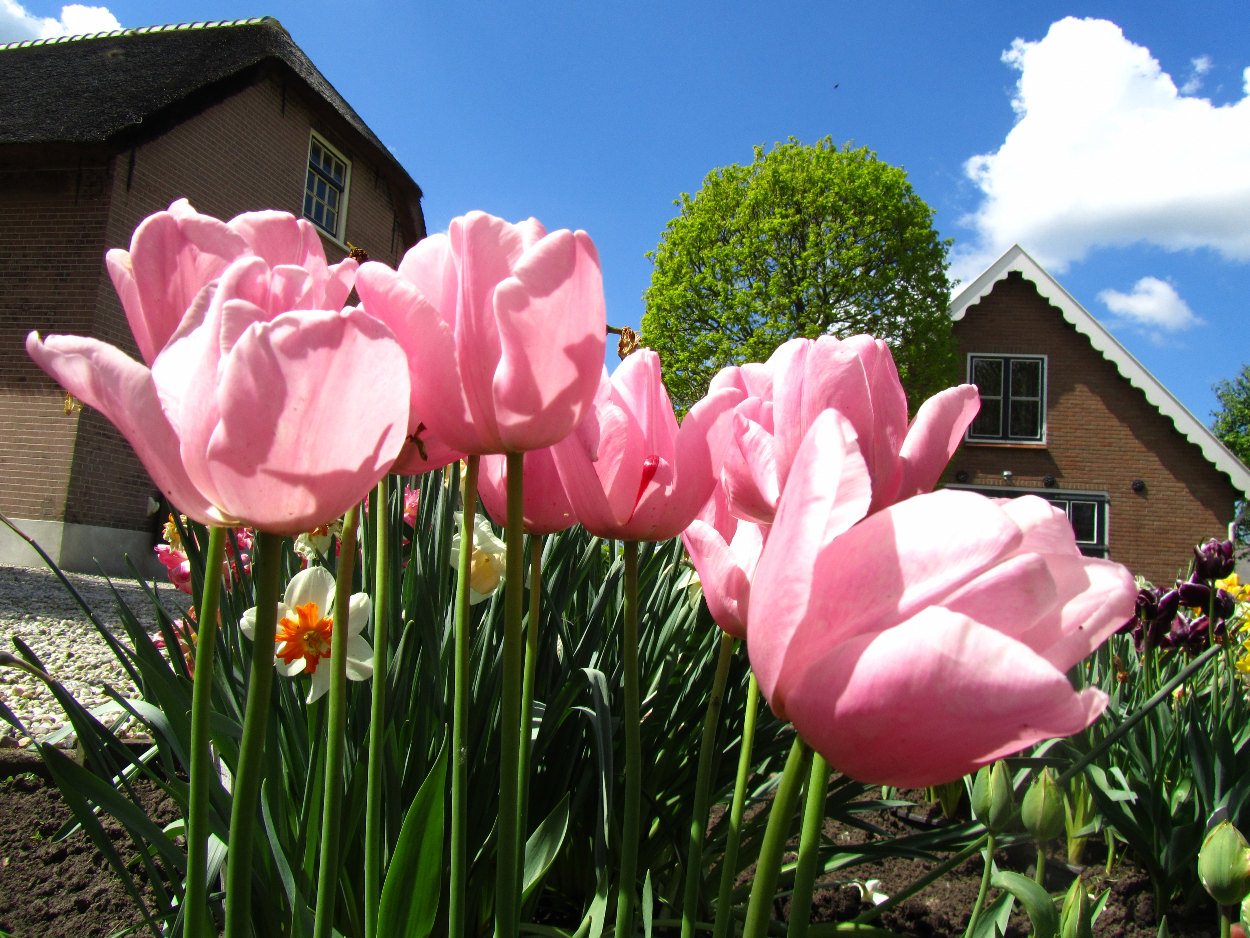 Tulp-Pink-Diamond-1 Pink Diamond - Afbeelding 1