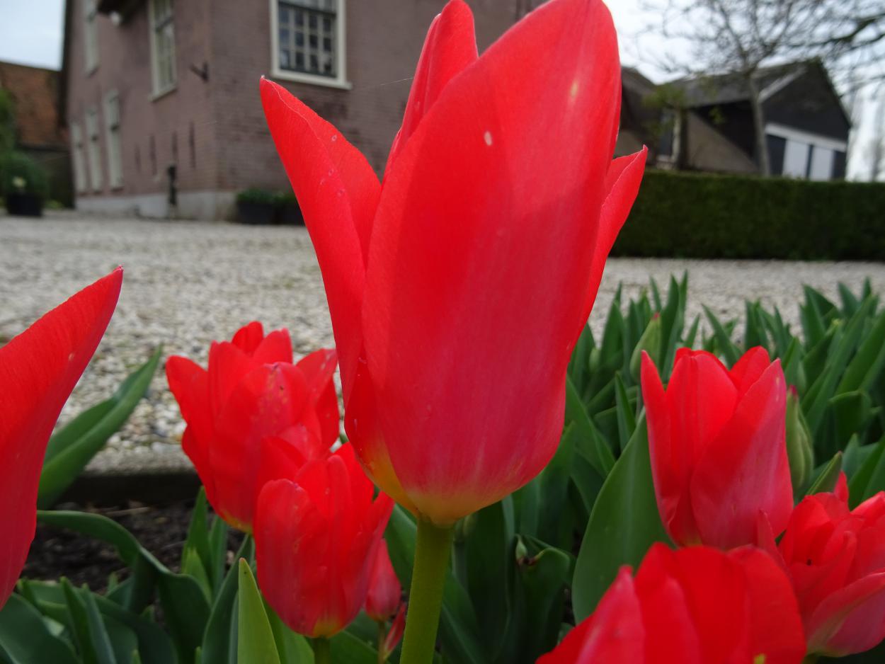 Tulp-Pink-Emperor-1 Pink Emperor - Afbeelding 1