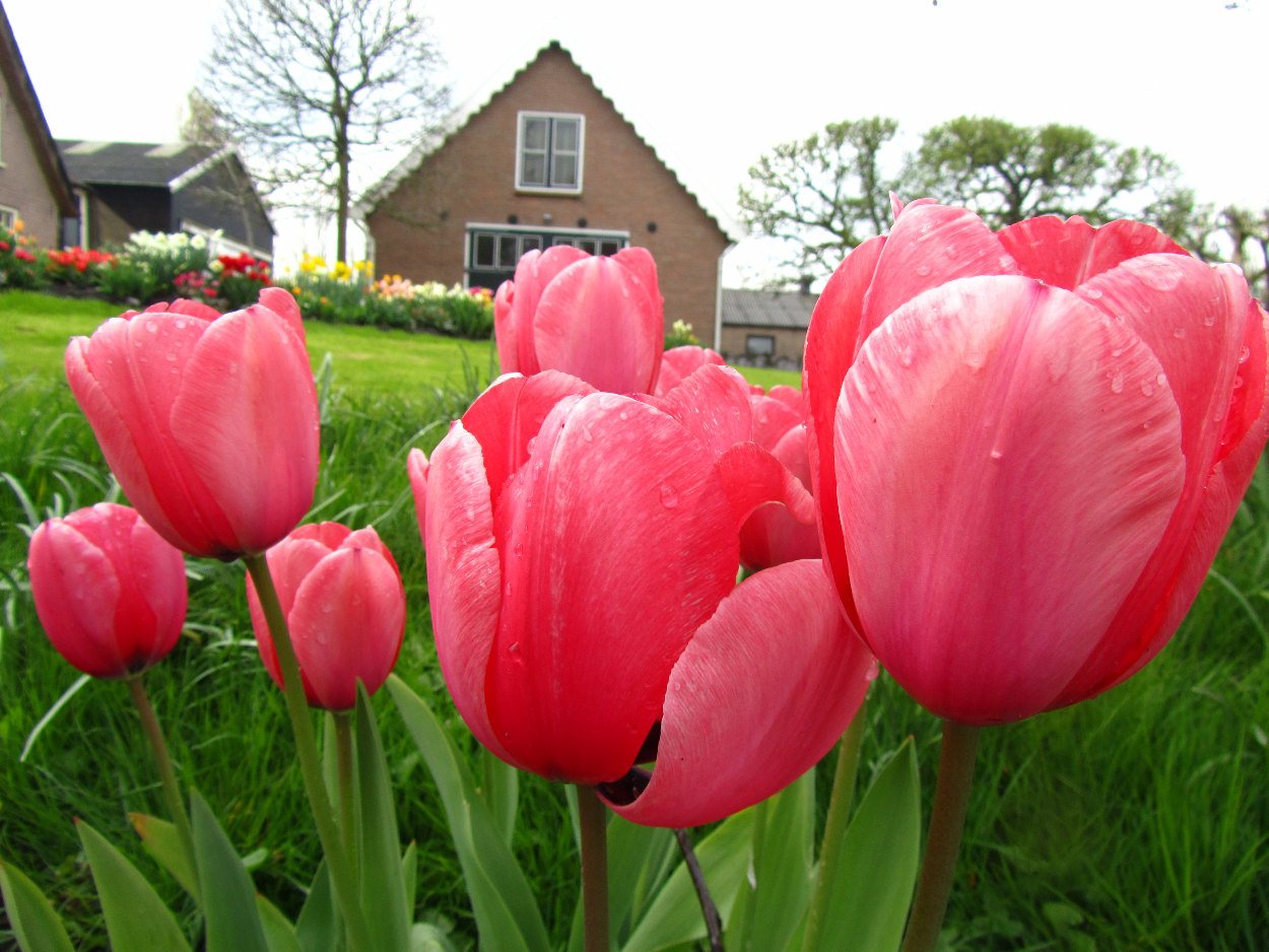 Tulp-Pink-Impression-1 Pink Impression - Afbeelding 1