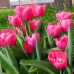 Pink Ollioules