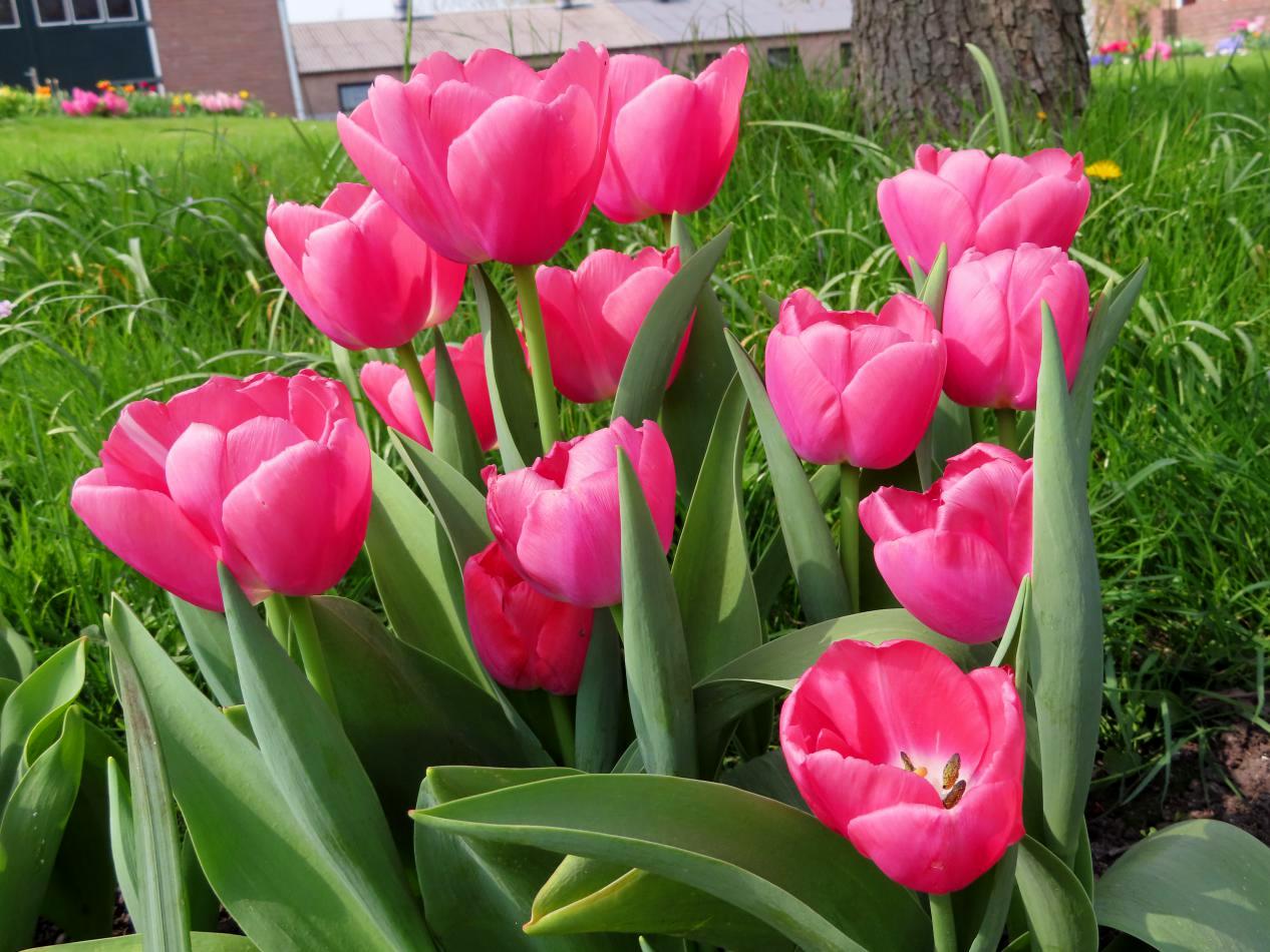 Tulp-Pink-Ollioules-1 Pink Ollioules - Afbeelding 1