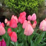 Pink Passion