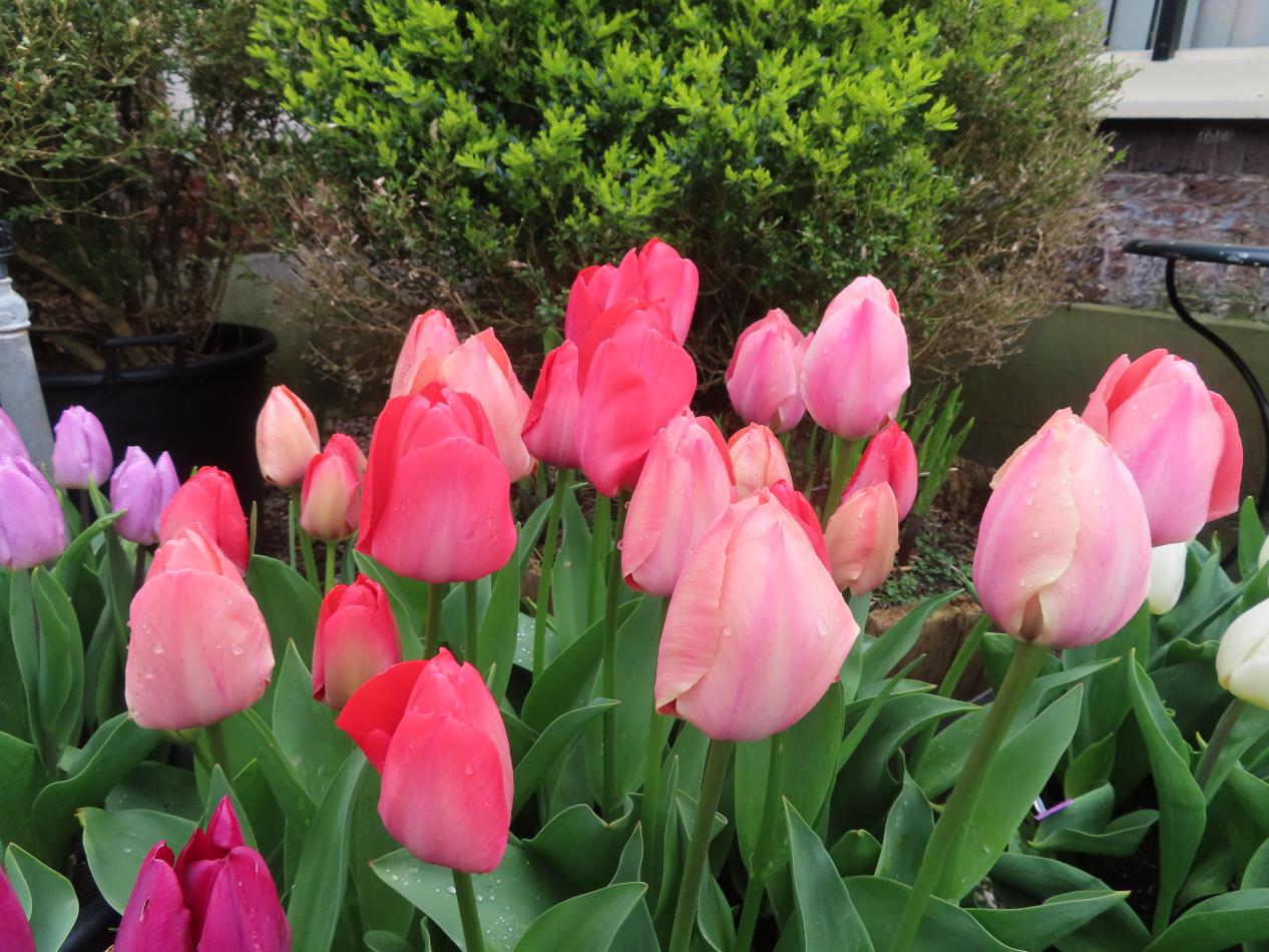 Tulp-Pink-Passion-CM-1 Pink Passion - Afbeelding 1