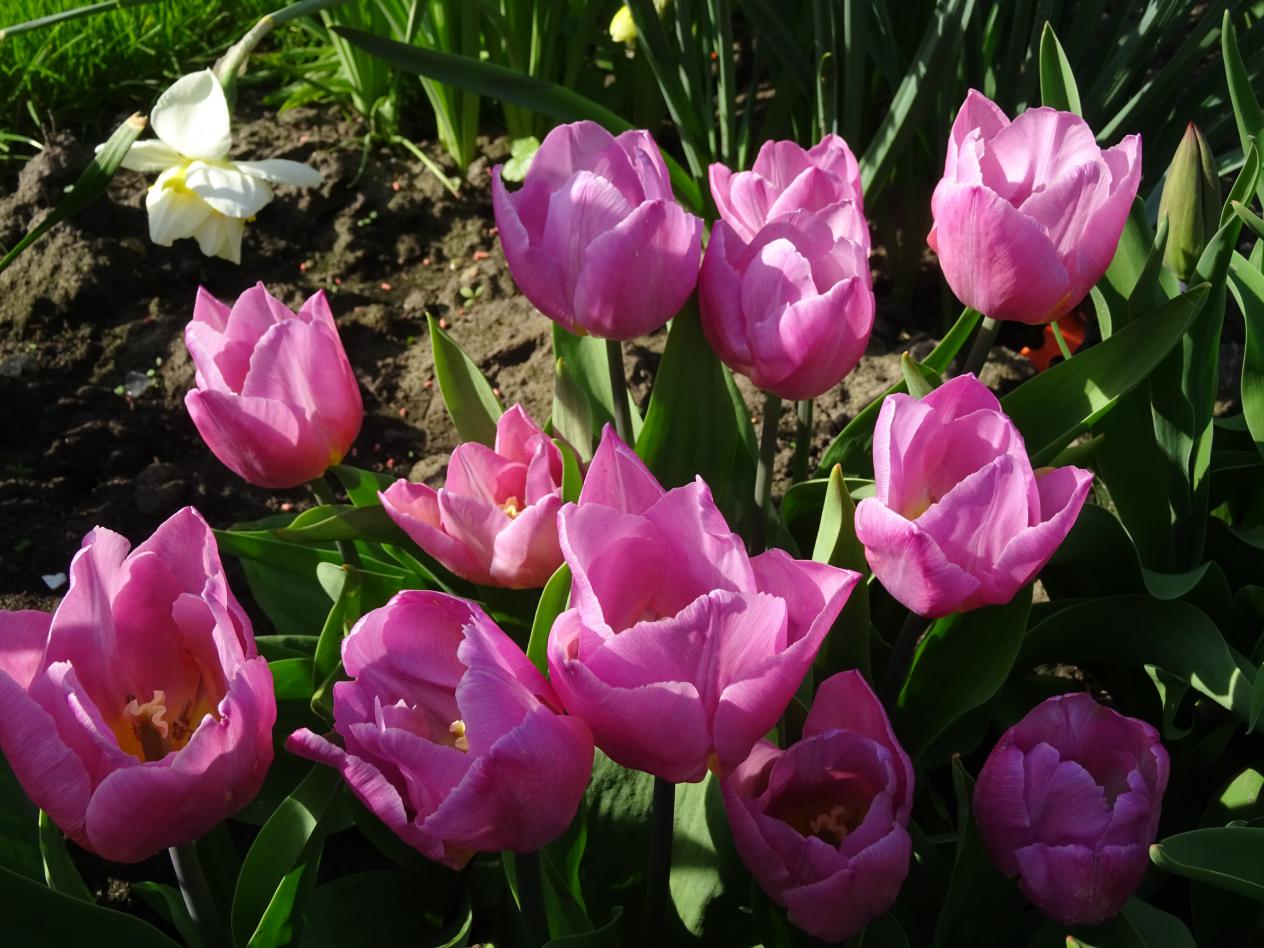 Tulp-Pink-Prince-1 Pink Prince - Afbeelding 1