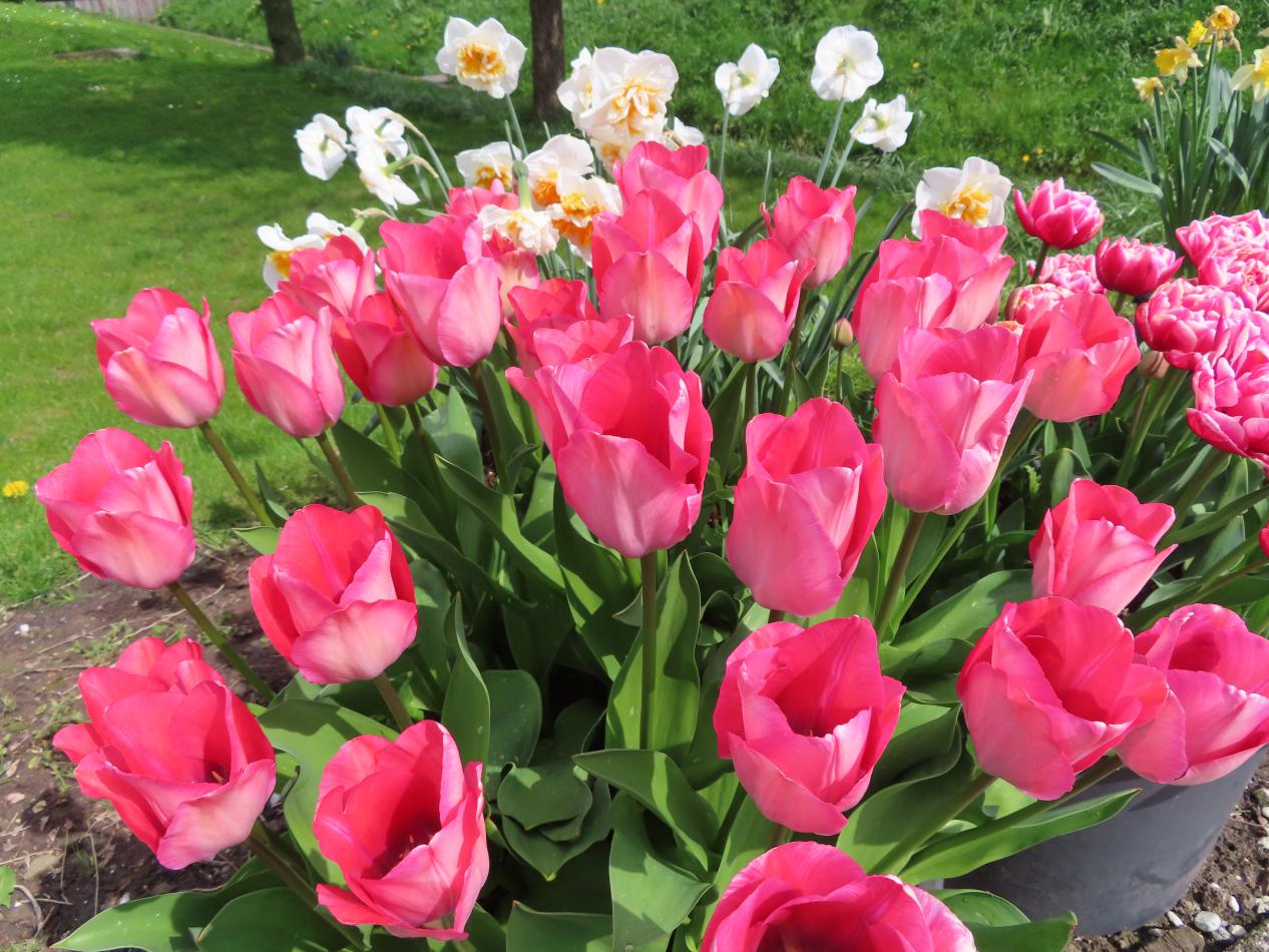 Tulp-Pink-Sound-2 Pink Sound - Afbeelding 1
