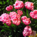 Pink Star