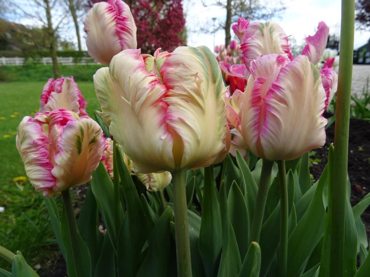 Tulp-Pink-Vision-1 Parrot Pink Vision - Afbeelding 1