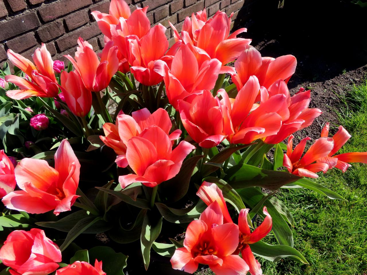 Tulp-Pinochio-3 Pinocchio - Afbeelding 1
