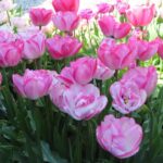 Pioen Roze