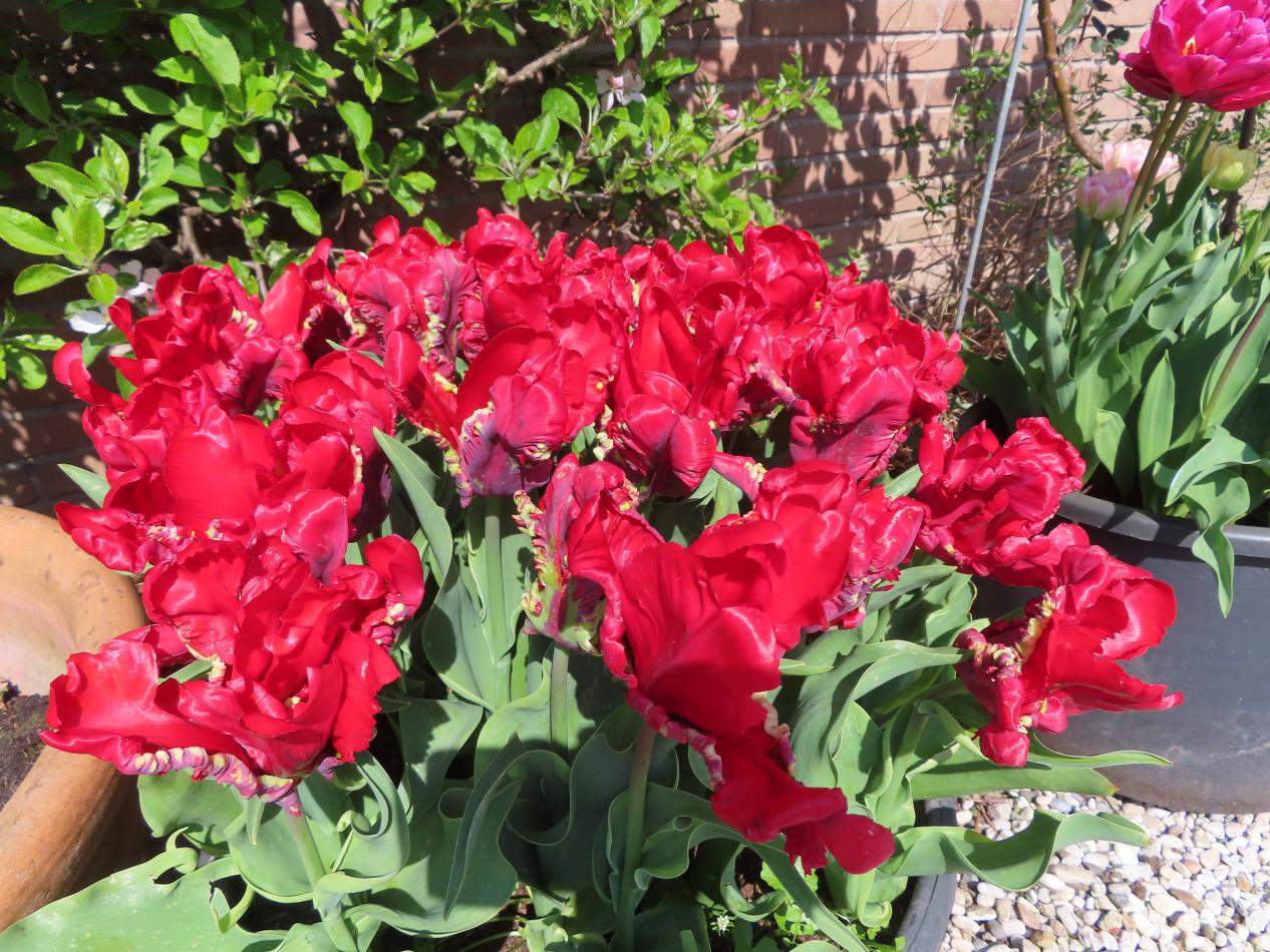 Tulp-Pioneer-3 Dutch Pioneer - Afbeelding 1