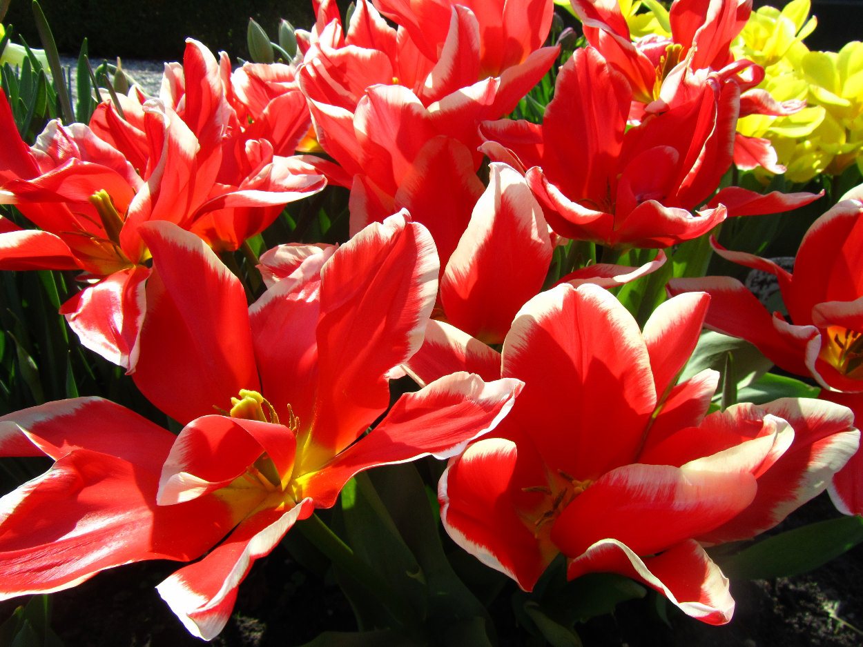 Tulp-Pirand-1 Pirand - Afbeelding 1