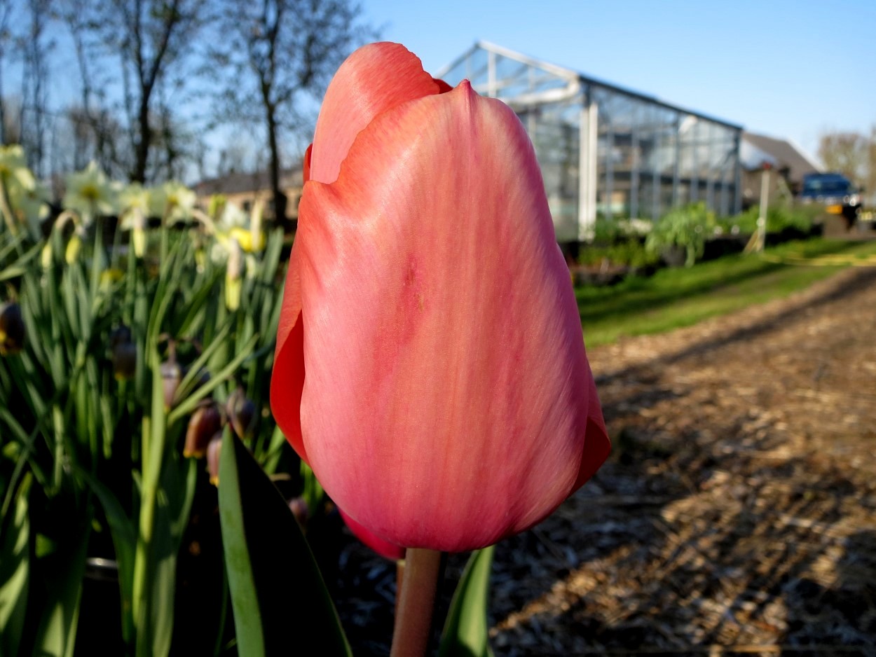 Tulp-Poco-Loco-1 Poco Loco - Afbeelding 1