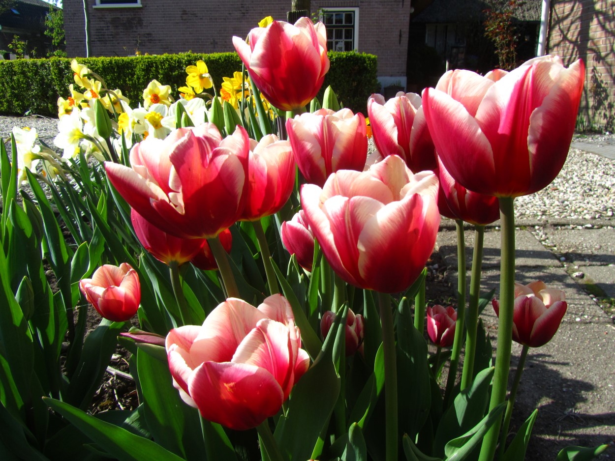 Tulp-Pole-Position-1 Pole Position - Afbeelding 1