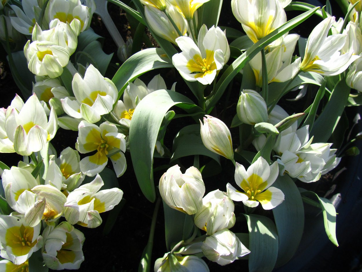 Tulp-Polychroma-1 Polychroma - Afbeelding 1