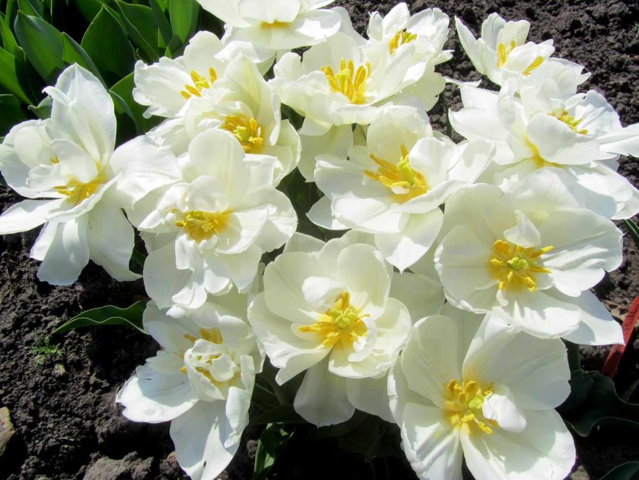 Tulp-Popcorn-1 Popcorn - Afbeelding 1