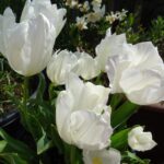 Pottenbakker White