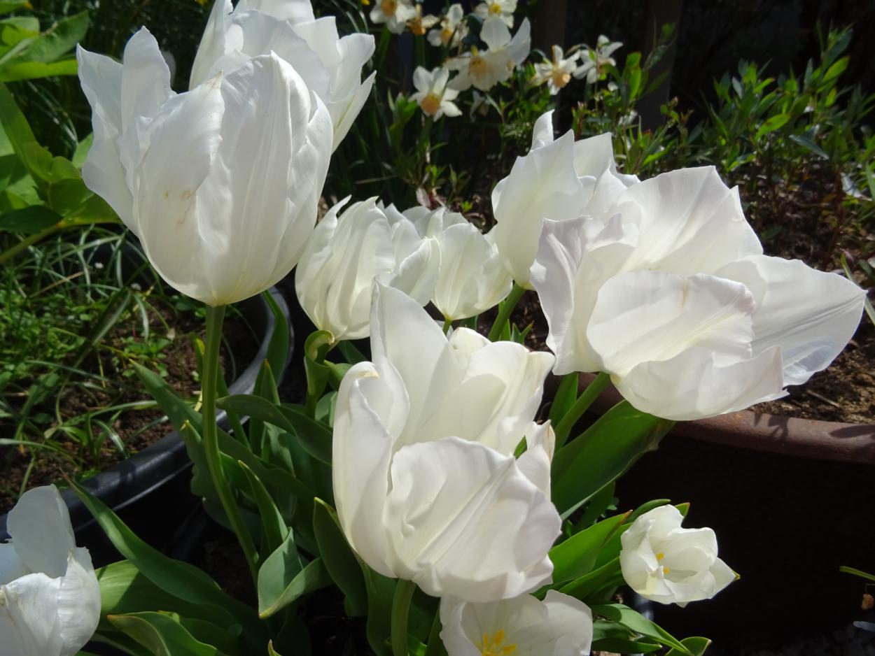Tulp-Pottebakker-White-1 Pottenbakker White - Afbeelding 1