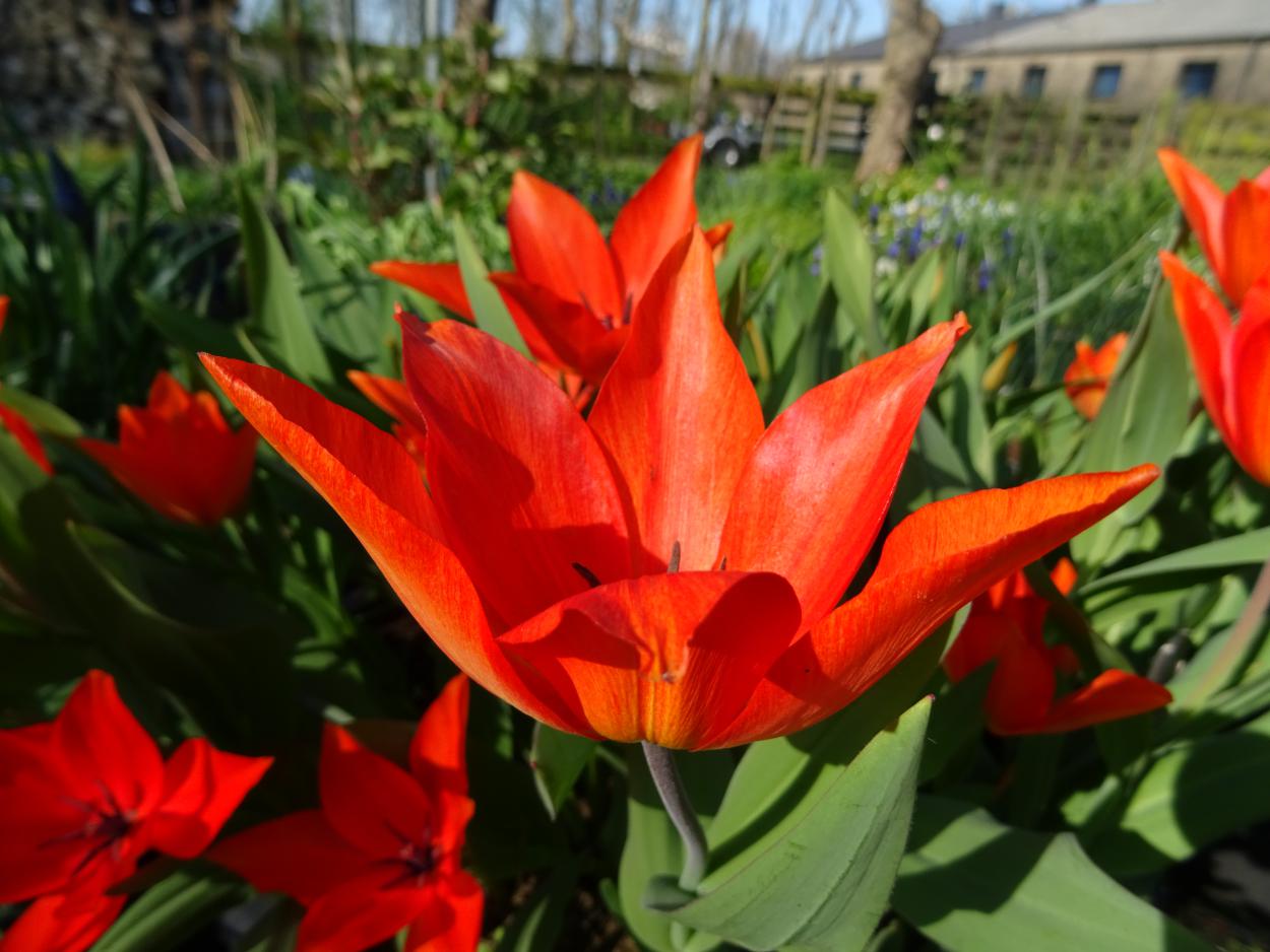 Tulp-Praestans-Moondance-1 Praestans Moondance - Afbeelding 1
