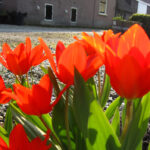 Praestans van Tubergens Variety